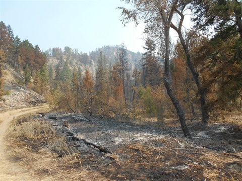 image burned area from Horse Gulch Fire