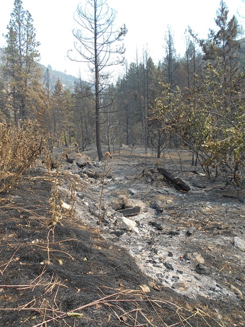 image of burned landscape from Horse Gulch Fire